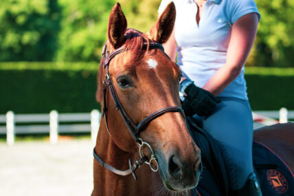 A person sitting on a horse near Niagara's Finest Hotels in Niagara-on-the-Lake.