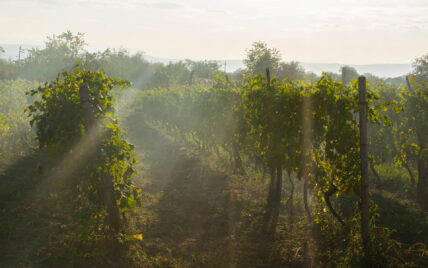 A sunny vineyard near Niagara's Finest Hotels in Niagara-on-the-Lake.