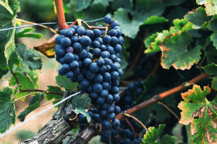 Wine grapes as part of the Wine Trolley Signature Trio Package.