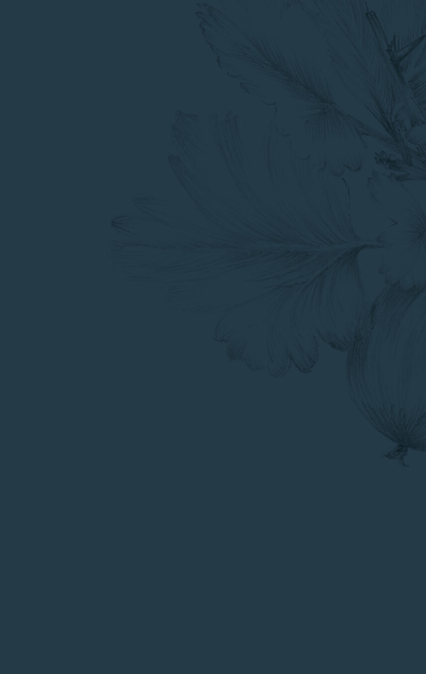 Berry Dark Illustration