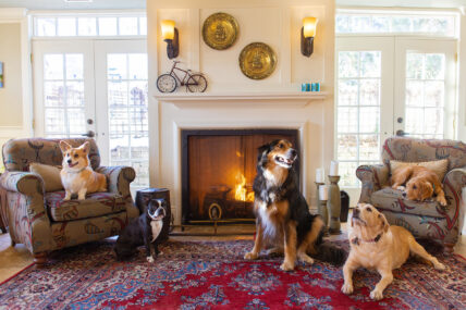 Many dogs sitting around a fireplace as part of the Puppies in Paradise Package.