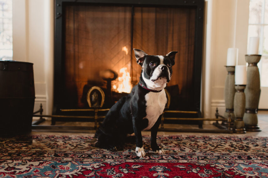 A Boston terrier sitting in front of a fireplace as part of the Puppies in Paradise Package.
