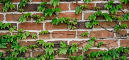 Ivey on a brick wall at Niagara's Finest Hotels.