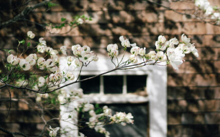 Blooming flowers on a tree at one of Niagara's Finest Hotels.