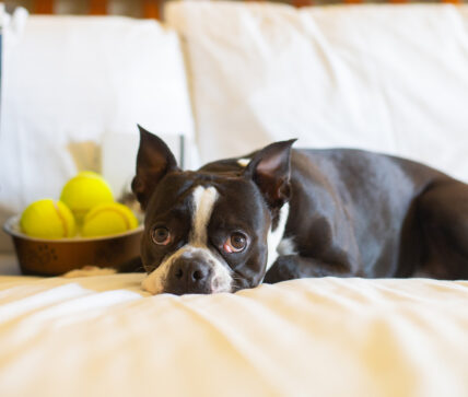 A Boston terrier on a bed in the Puppies in Paradise Package.