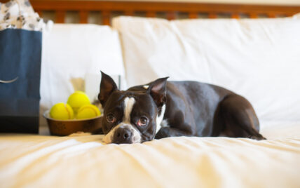 A Boston terrier on a bed in the Puppies in Paradise Package.