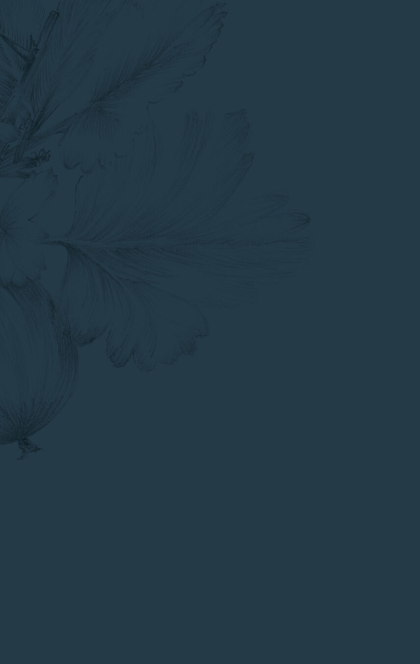 Berry Dark Illustration