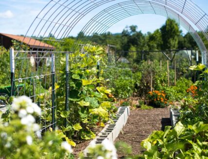 A large vegetable garden is shown with trellises