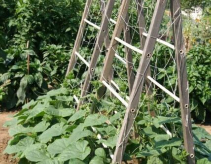 Plants thriving in a vegetable garden, grown vertically on a trellis in Niagara-on-the-Lake.