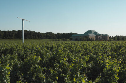 Vineyard at Château des Charmes in Niagara-on-the-Lake.