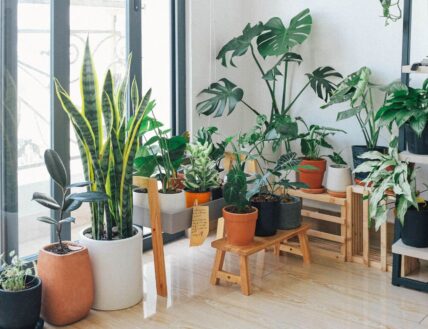 A collection of houseplants grows beside a window