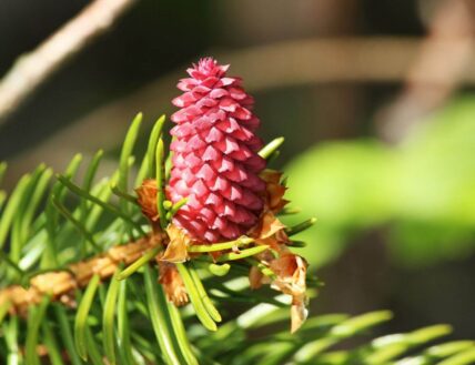 Spring Pinecone Centrepiece on a dining table in Niagara-on-the-Lake.