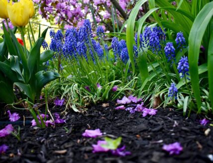 Beautiful variety of flowers in a mulched garden in Niagara-on-the-Lake.