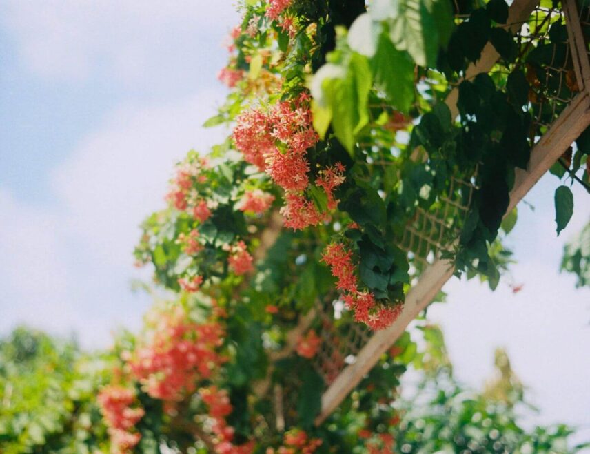 tips for late summer vine care